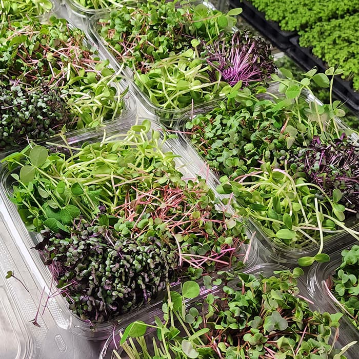 Vegan Microgreens Mix