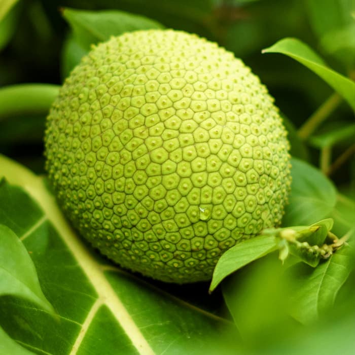 Fruta de Pana Boricua