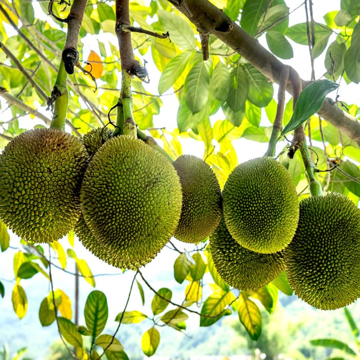 Fruta de Pana Boricua