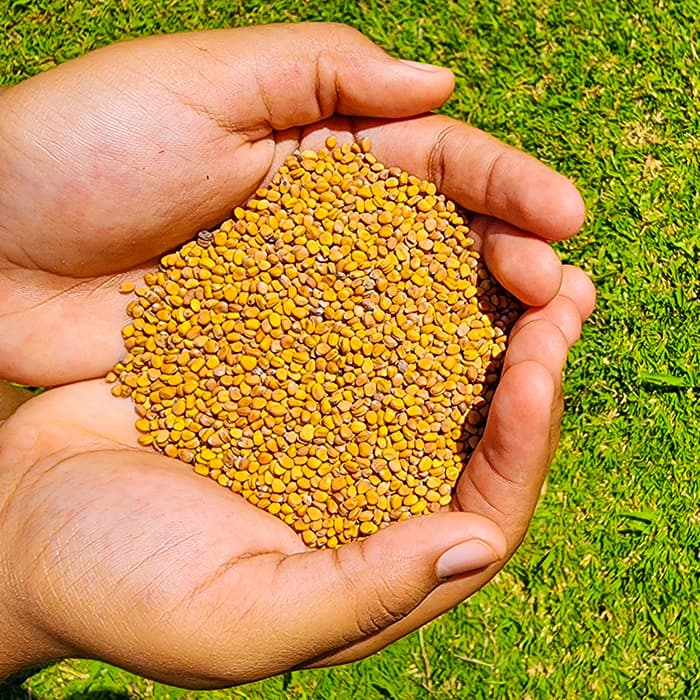 Semillas de Rábano Morado | Microgreens PR