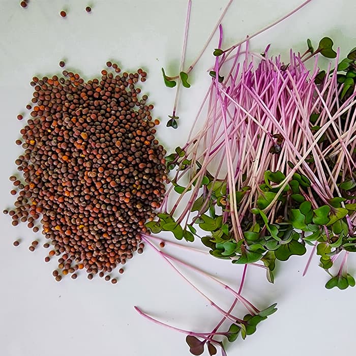 Semillas de Micro Repollo