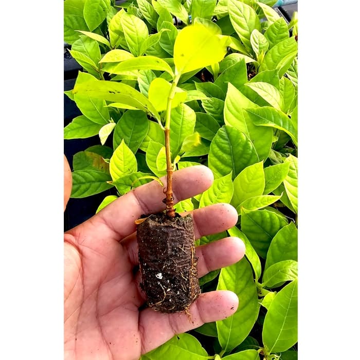 Arboles de Pana (1 Pieza)