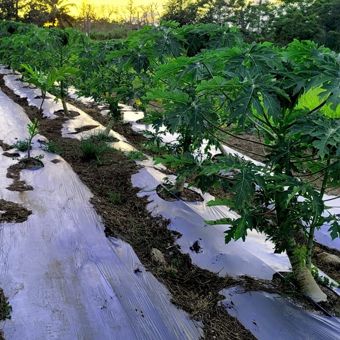 Arbol de Pana - Maduro