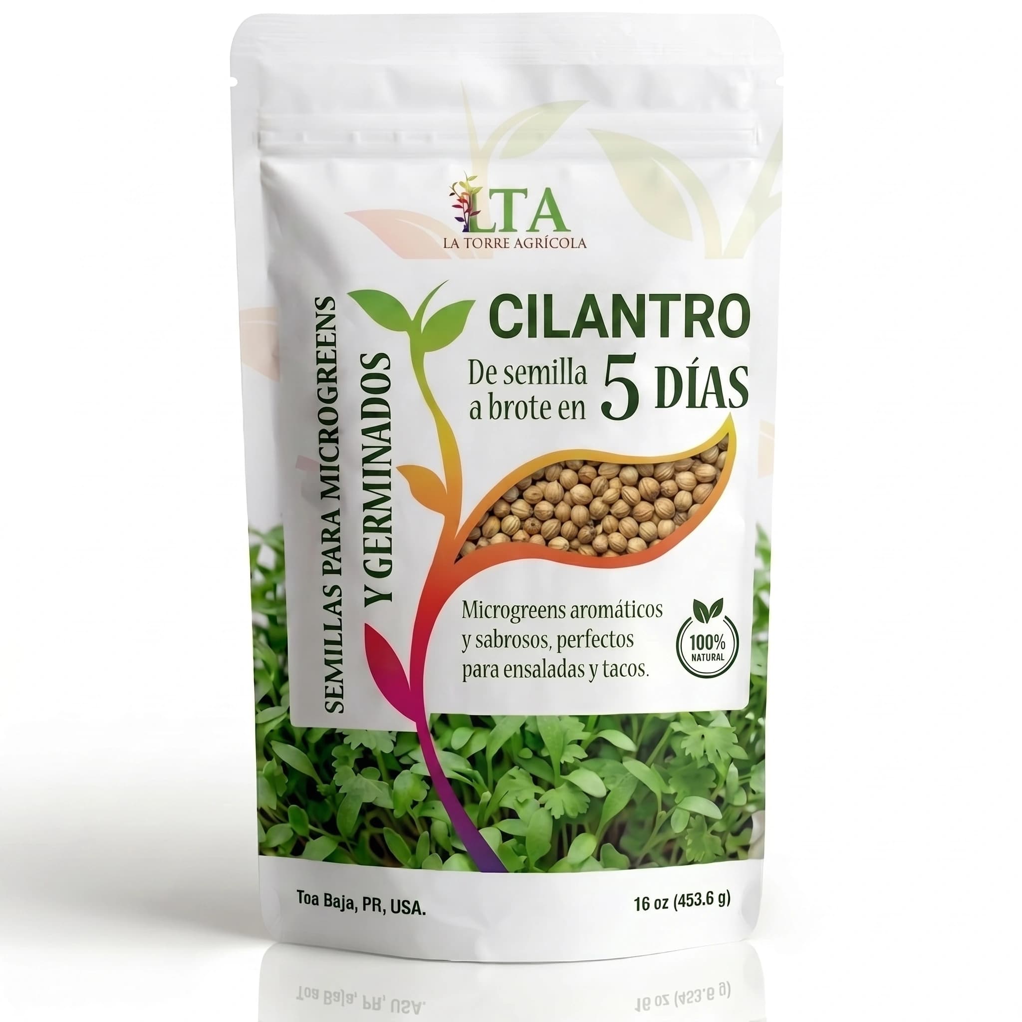 Cilantro