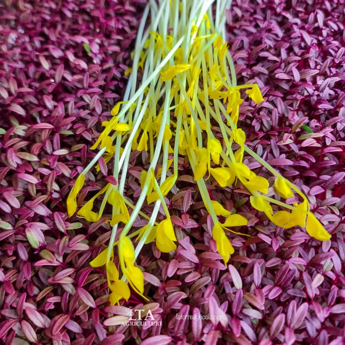 Sunflower Shoots: Un Superalimento para tu Cuerpo y tu Mente