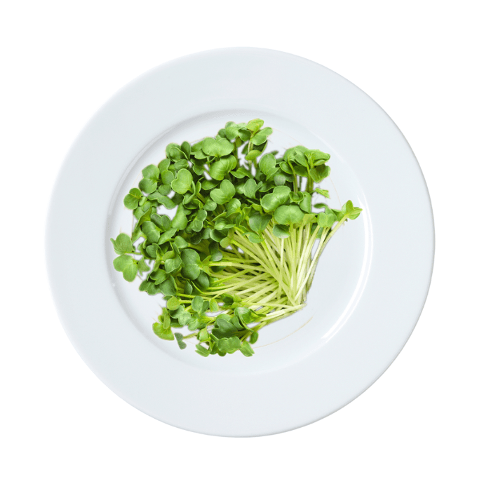 Microgreens de Rábano Verde (Envase Grande)