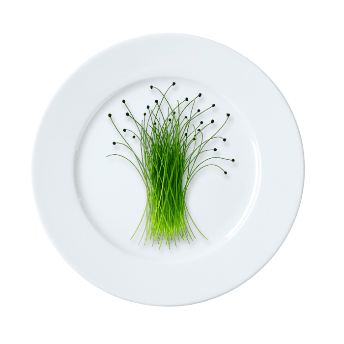 Microgreens de Cebollines (Envase Grande)